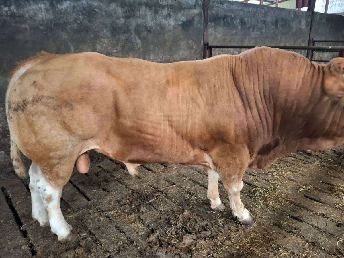 Limousine bull - Image 1