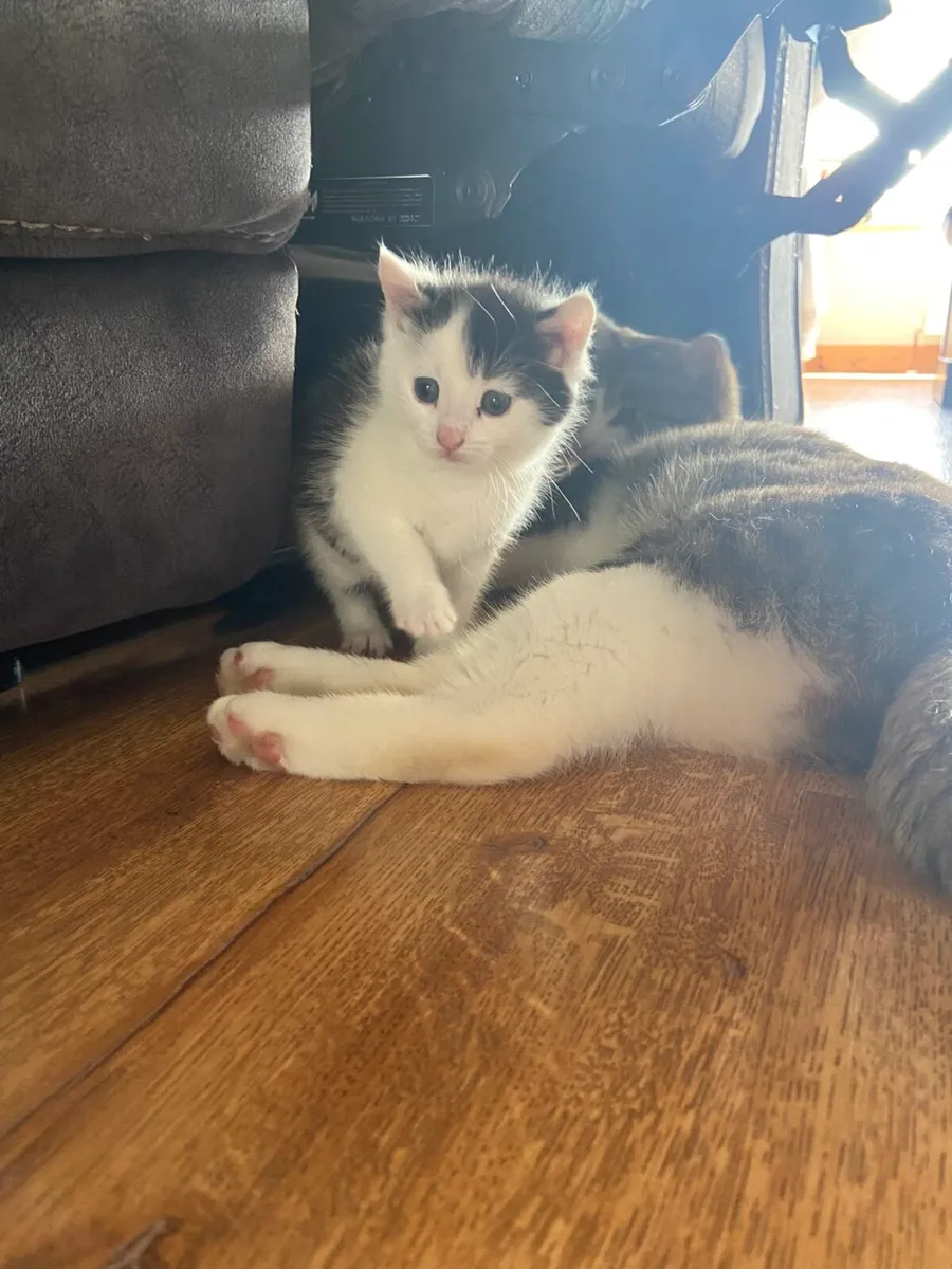 Kitten - Image 1