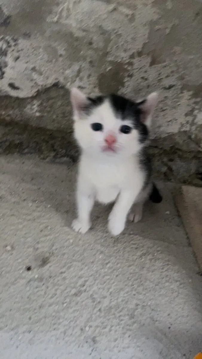 Kitten - Image 2