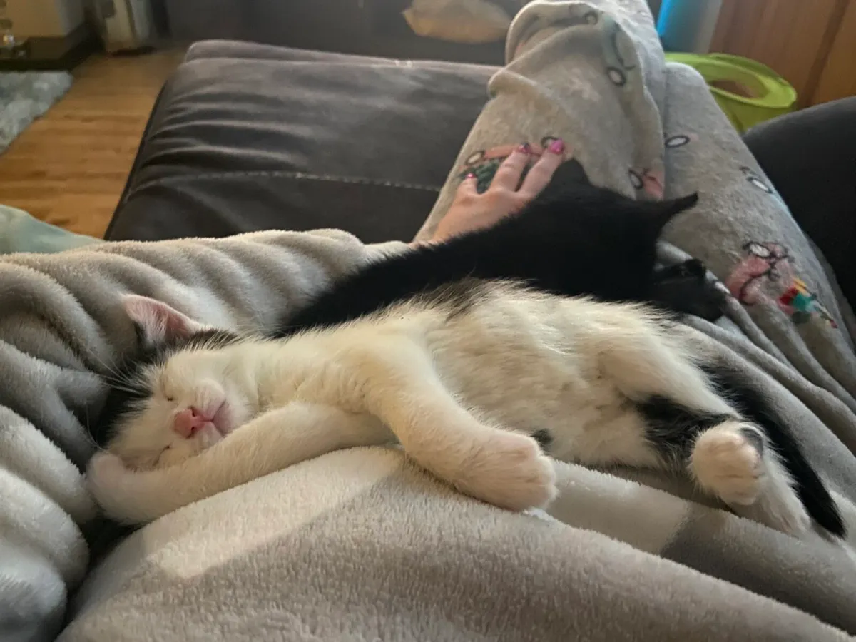 Kitten - Image 3
