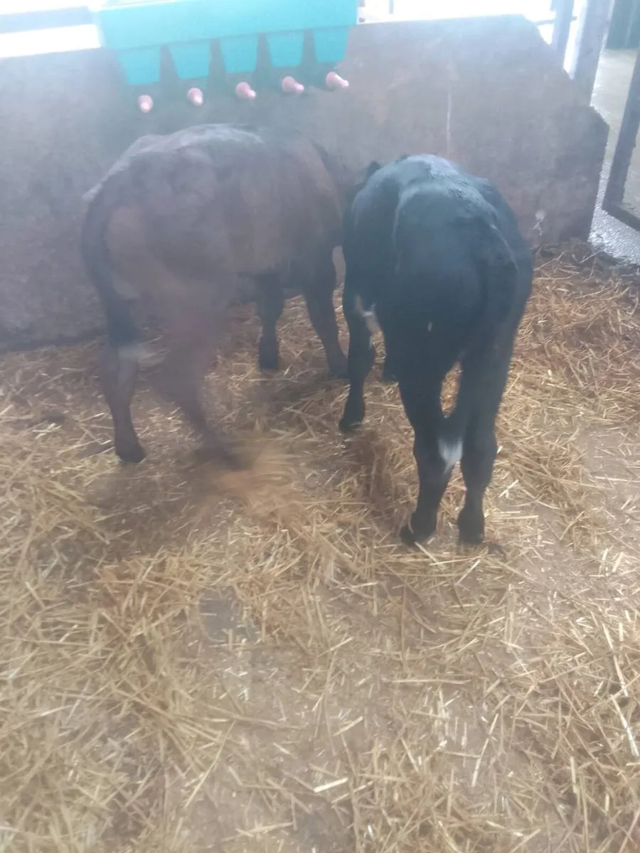 Calves - Image 1