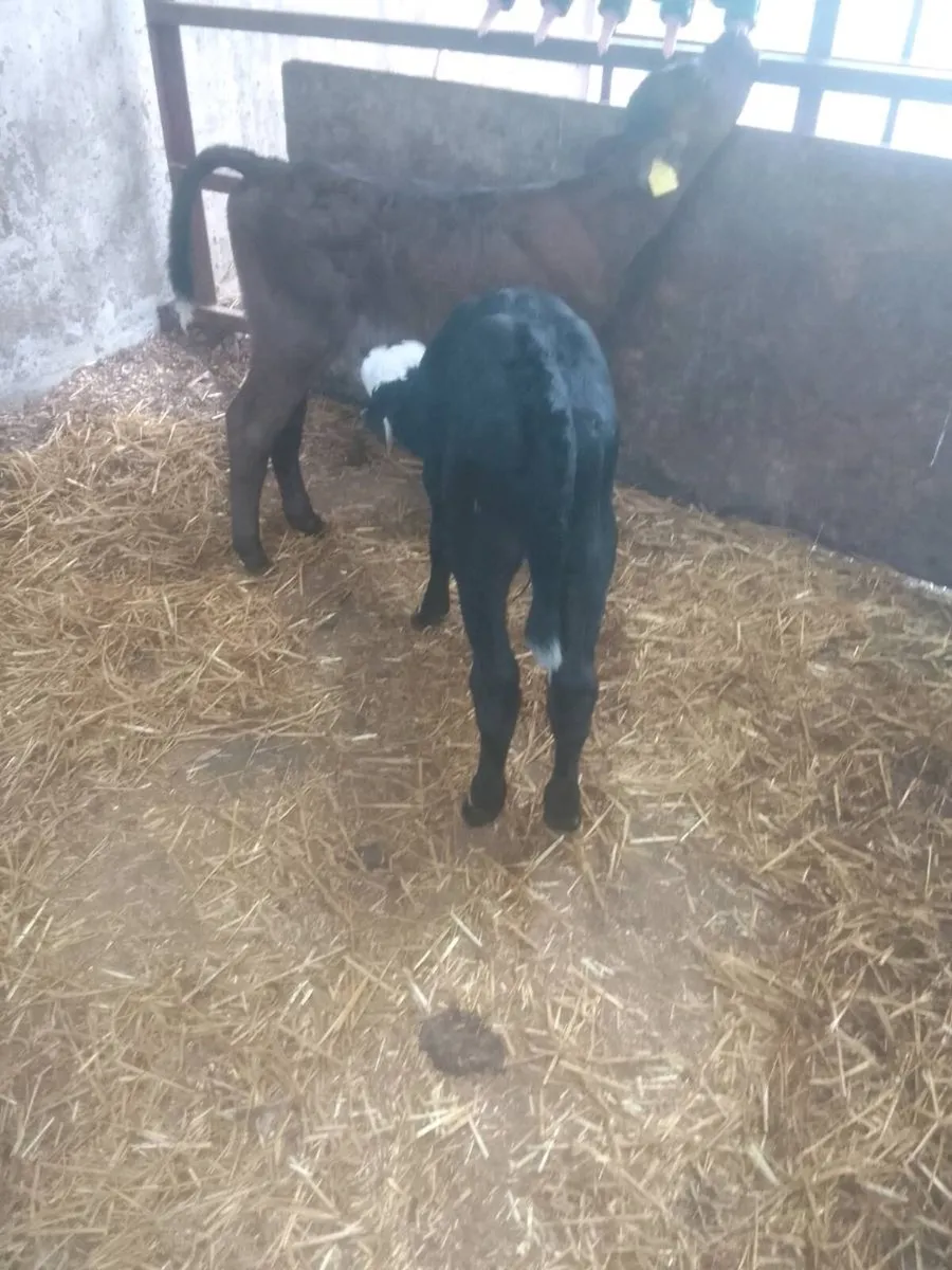 Calves - Image 2