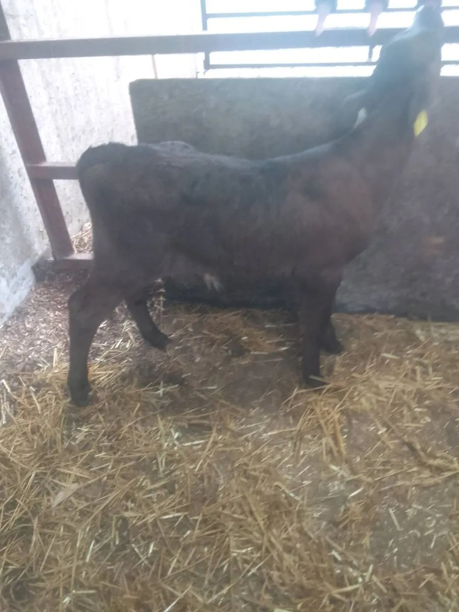 Calves - Image 3