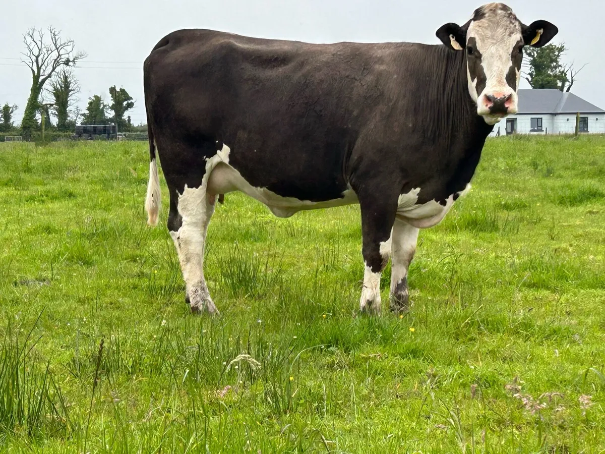 2 5 star Simmental incalf heifers - Image 2