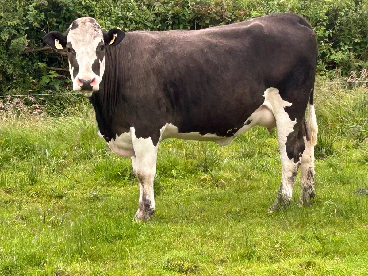 2 5 star Simmental incalf heifers - Image 1