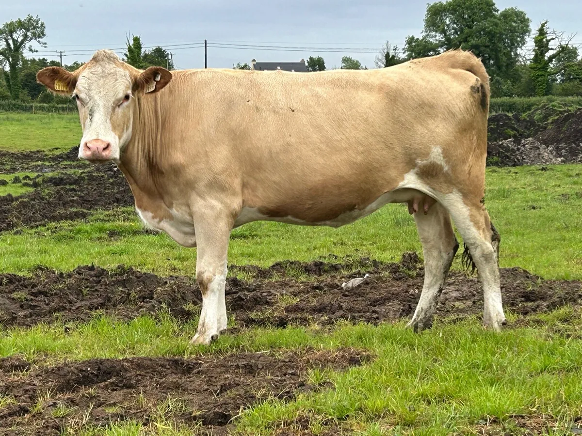 2 5 star Simmental incalf heifers - Image 4