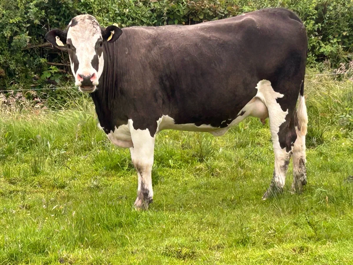 2 5 star Simmental incalf heifers - Image 3
