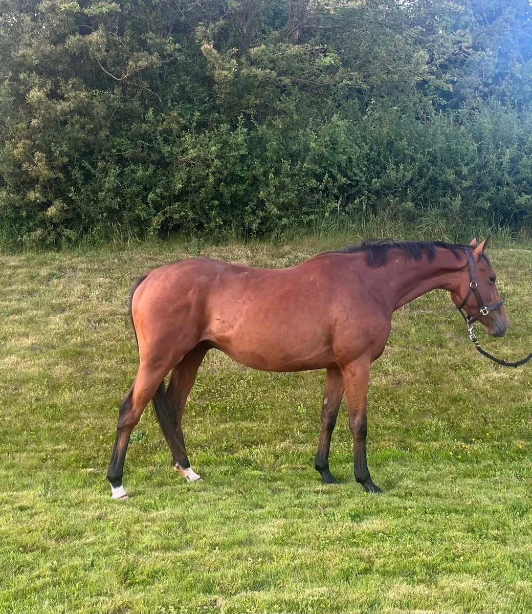 3 y old by Mogul out of an ASK mare - Image 1
