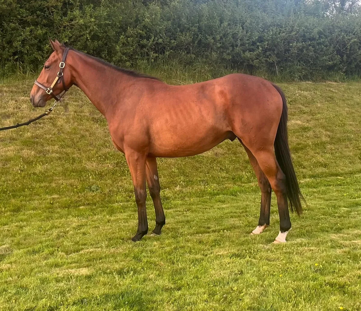 3 y old by Mogul out of an ASK mare - Image 2