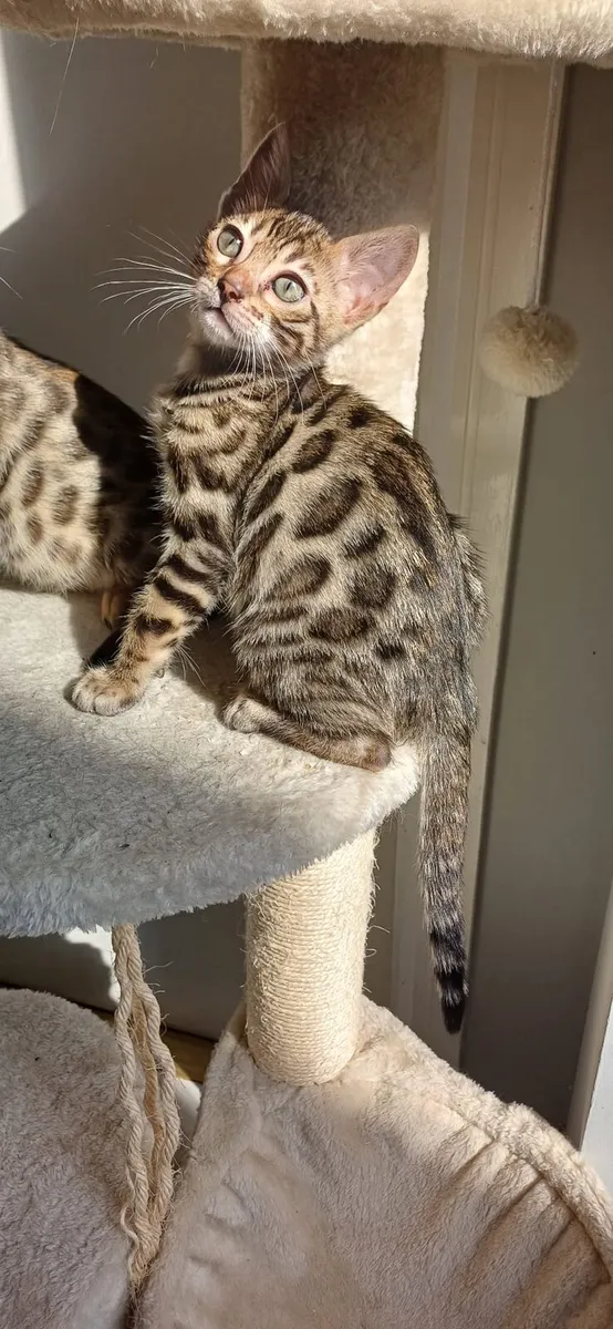 Amazing Purebred Bengal kittens 😸 - Image 4