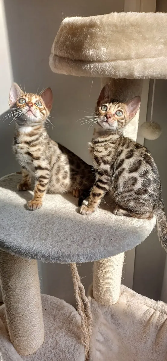Amazing Purebred Bengal kittens 😸 - Image 2