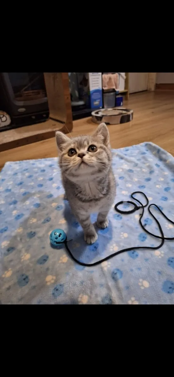 Kitten - Image 1