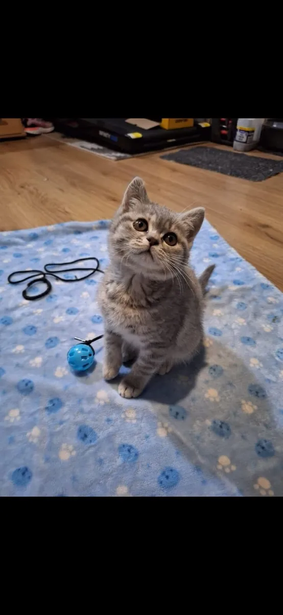 Kitten - Image 2