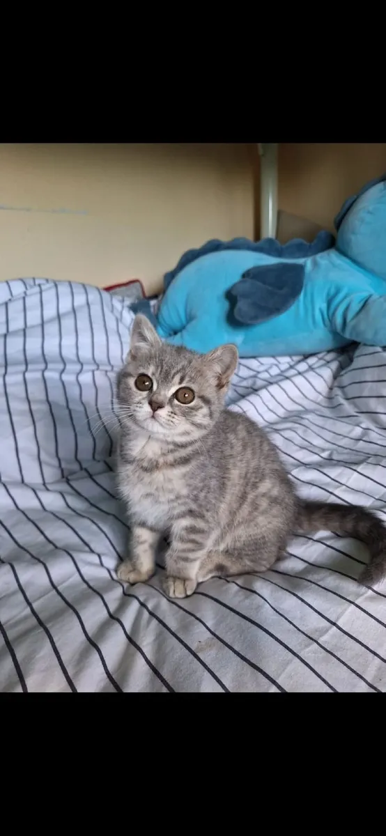 Kitten - Image 3