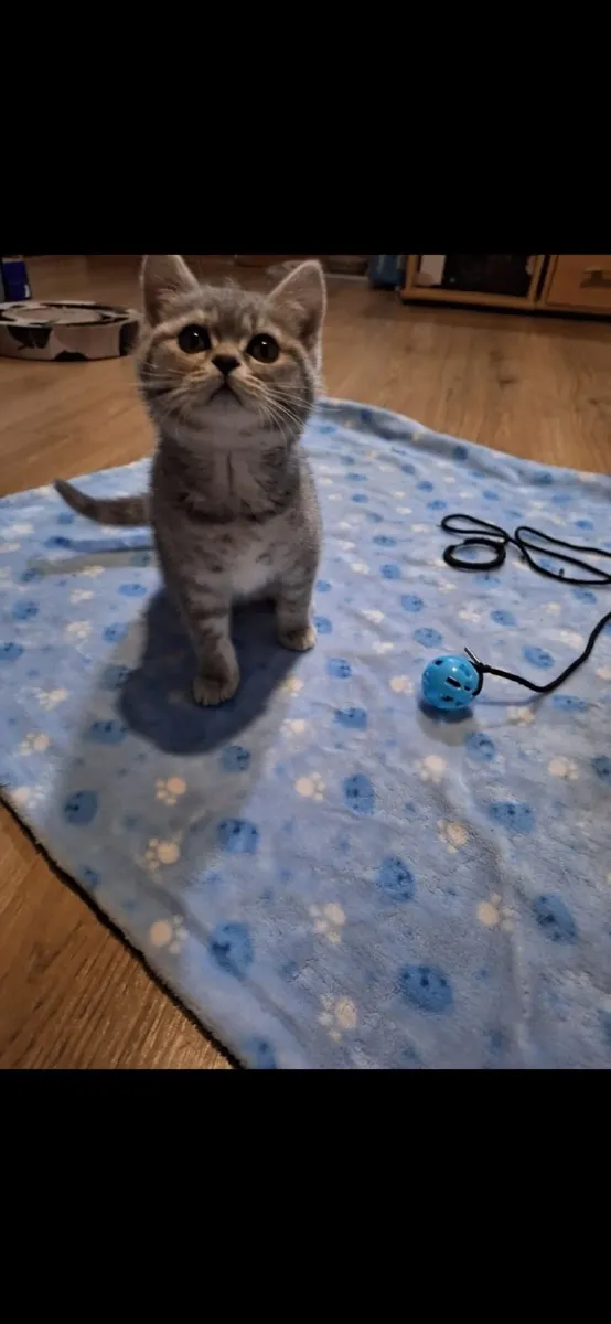 Kitten - Image 4
