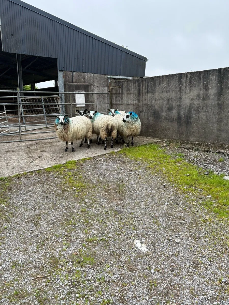 😍5 show quality Hoggets 😍 - Image 1