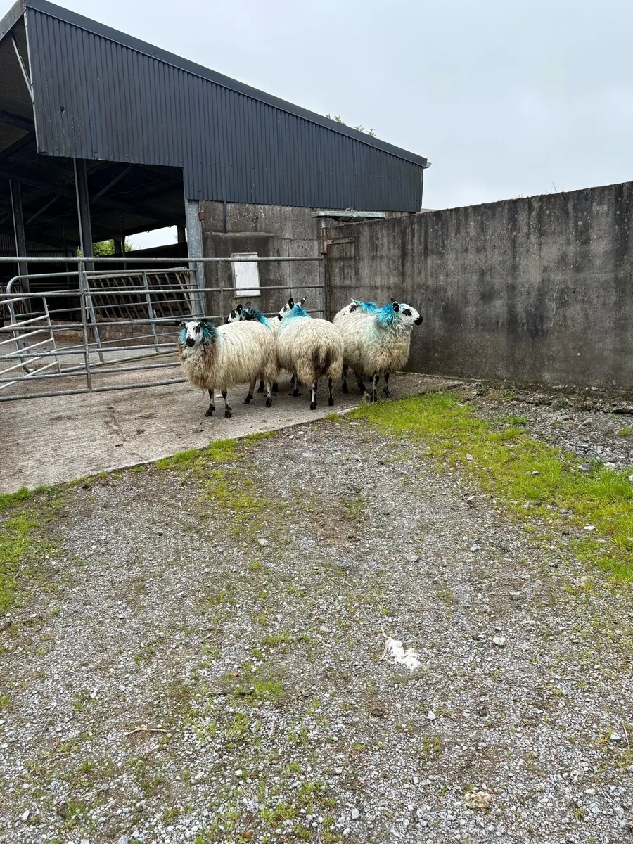 😍5 show quality Hoggets 😍 - Image 3