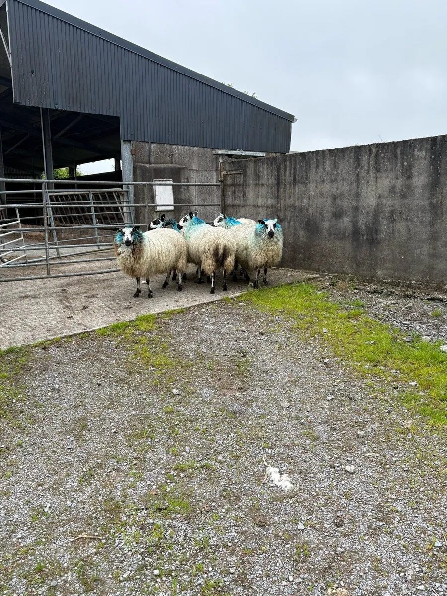 😍5 show quality Hoggets 😍 - Image 2