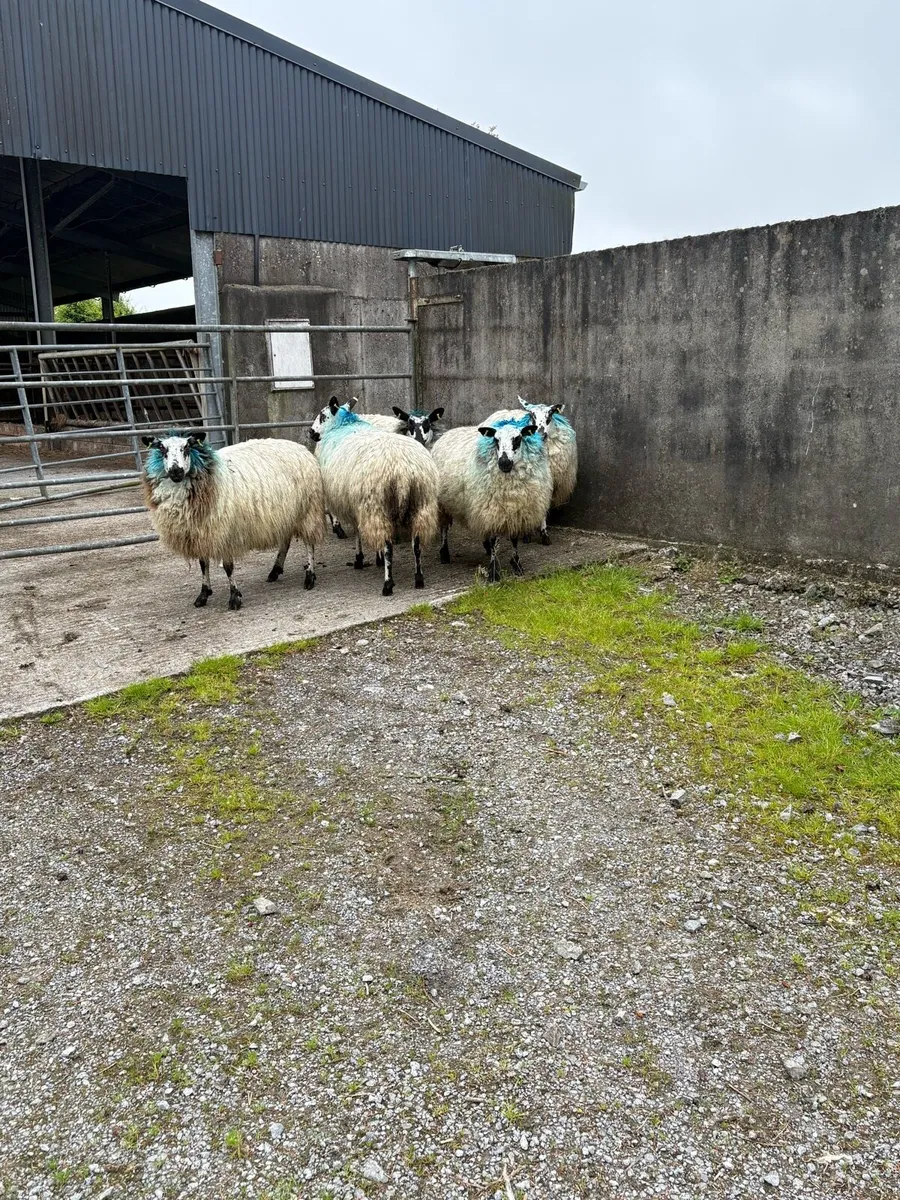 😍5 show quality Hoggets 😍 - Image 4