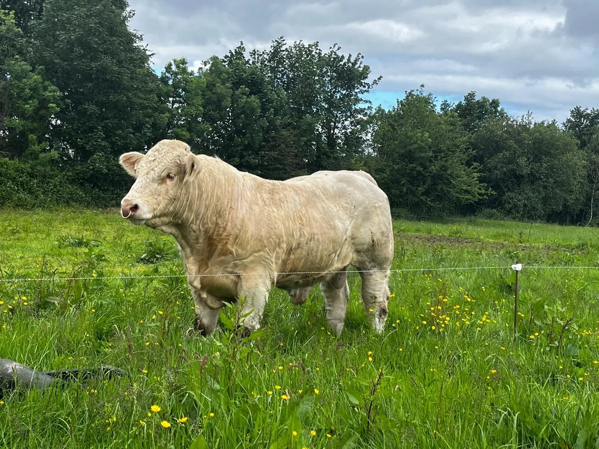 Pedigree Charolais Bull