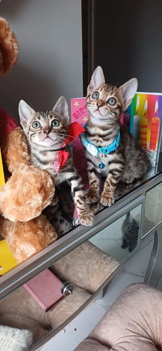 Amazing Purebred Bengal kittens 😸 - Image 1