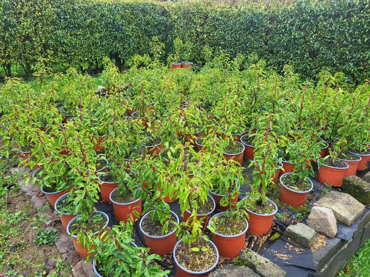 Portuguese Laurel (Prunus Lusitanica) - Image 3