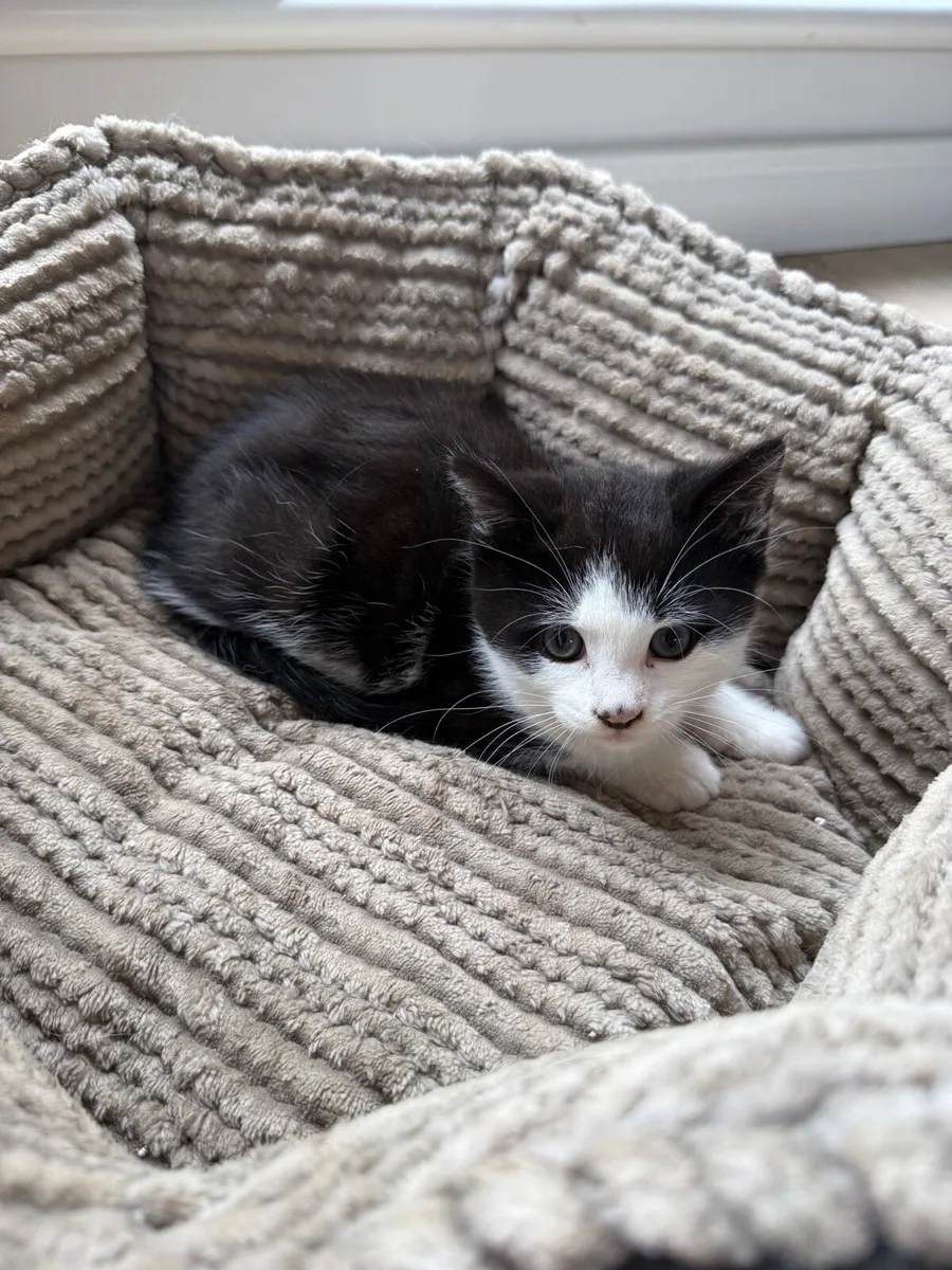 Kitten (male) looking for forever home❤️