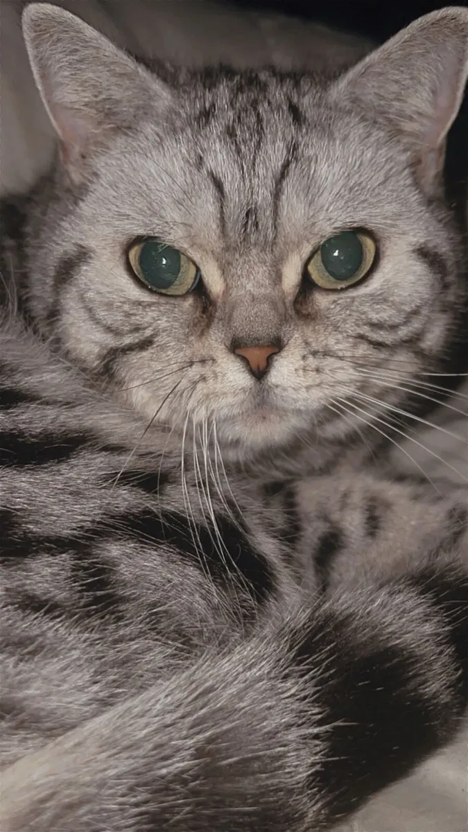 British Shorthair Cat - Image 1