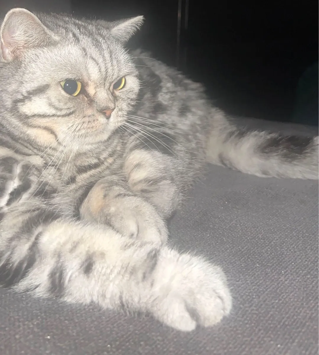 British Shorthair Cat - Image 2