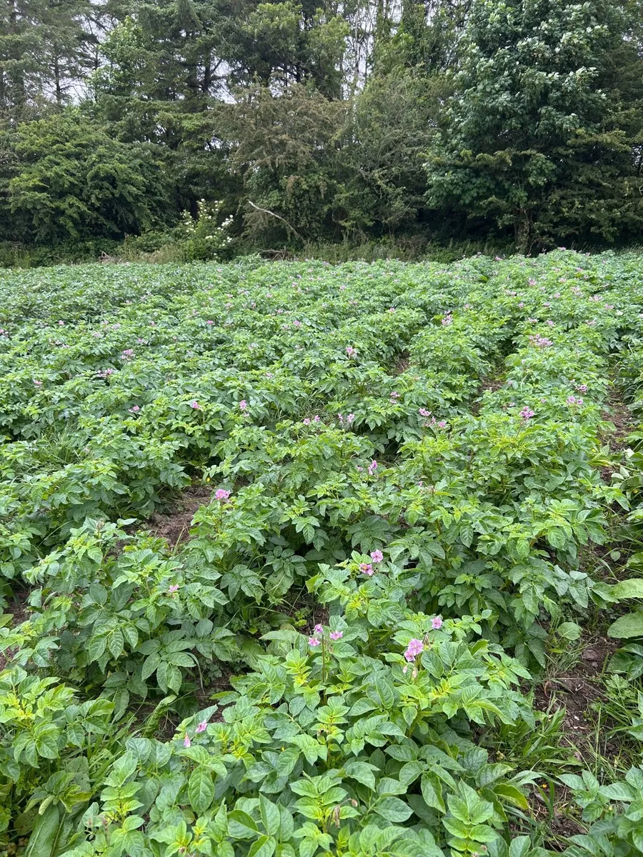 New season potatoes Available Now - Image 1