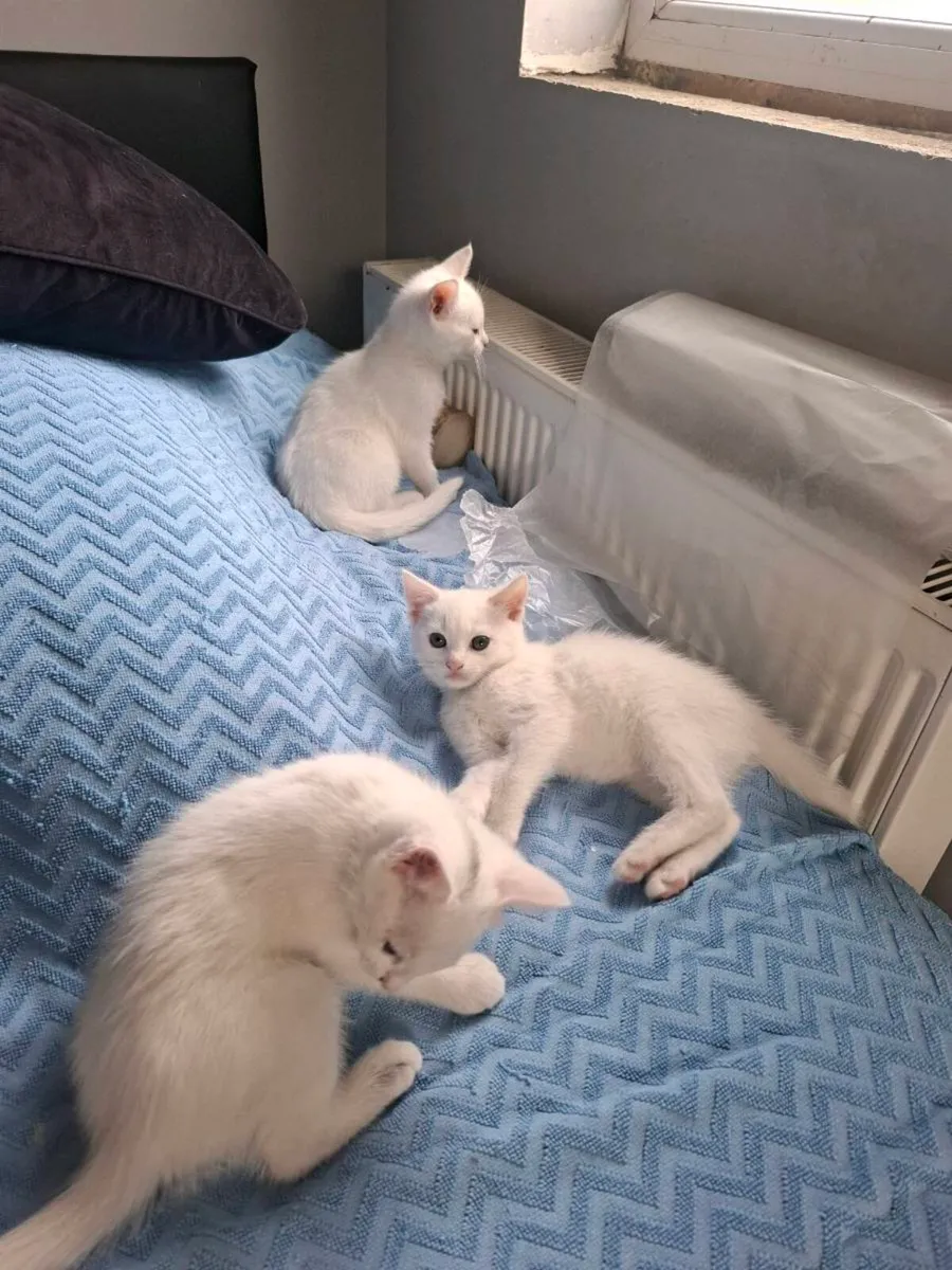 Beautiful male kittens - Image 3