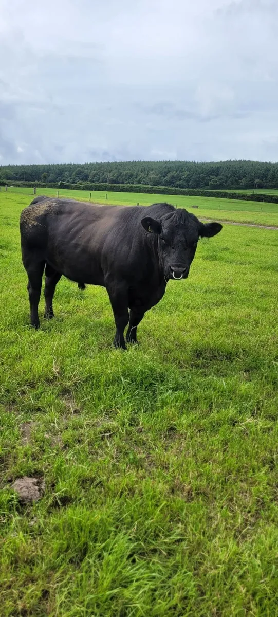 Aberdeen  Angus  Bull - Image 1