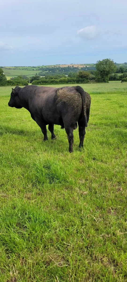Aberdeen  Angus  Bull - Image 2