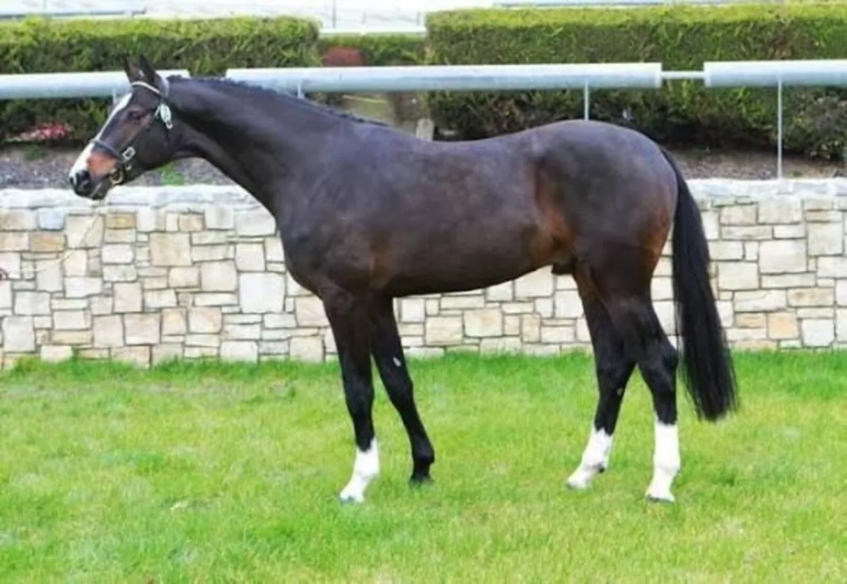 Sligo Candy Boy - Stallion at Stud (WBFSH Top 10) - Image 1