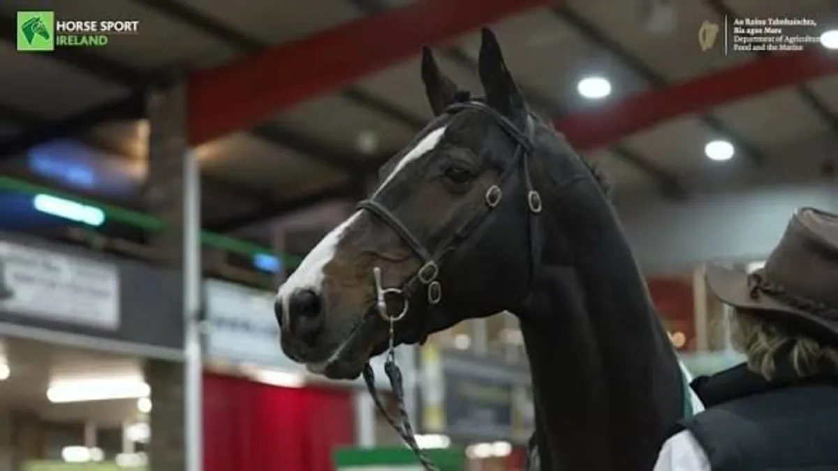 Sligo Candy Boy - Stallion at Stud (WBFSH Top 10) - Image 3