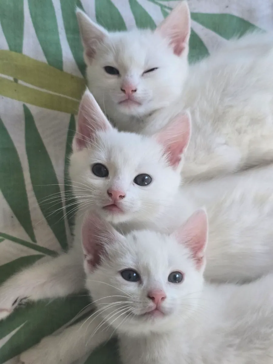 Beautiful male kittens - Image 1
