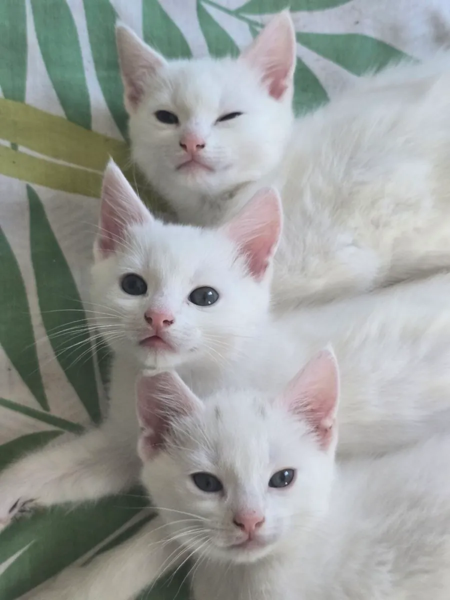 Beautiful male kittens - Image 4