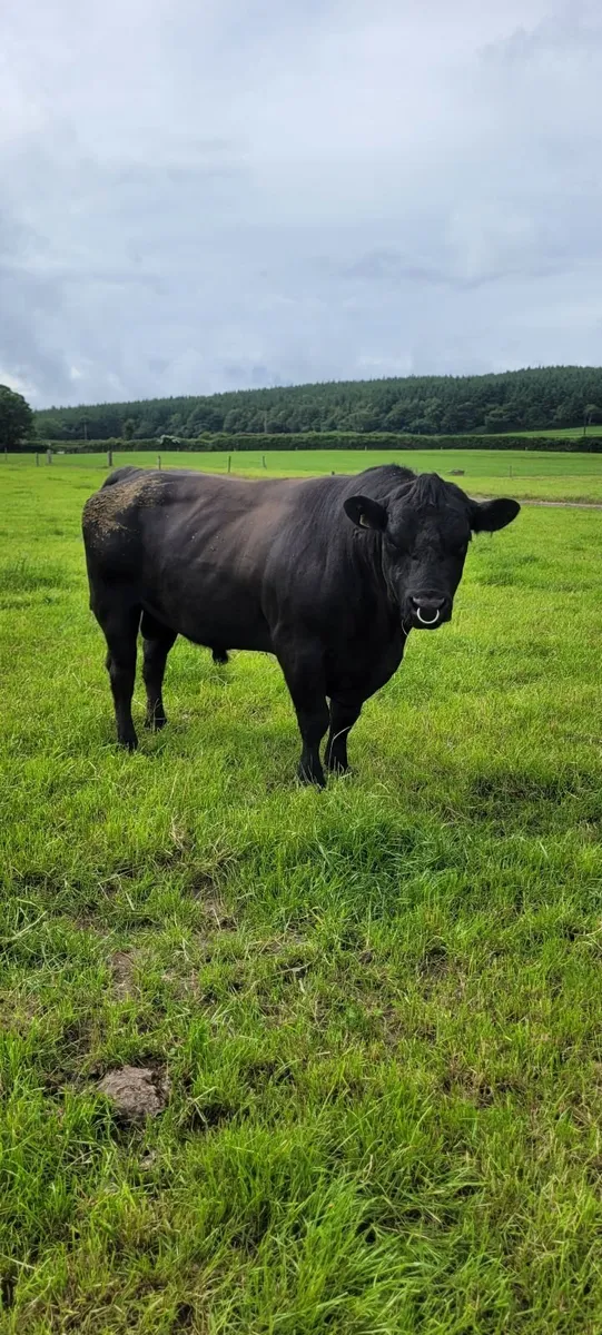 Aberdeen  Angus  Bull - Image 3