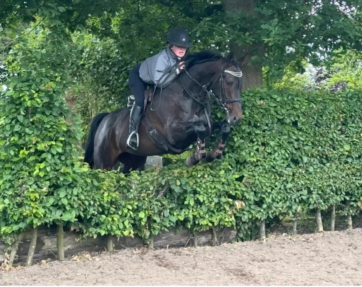 Beautiful 15.2 gelding - Image 2