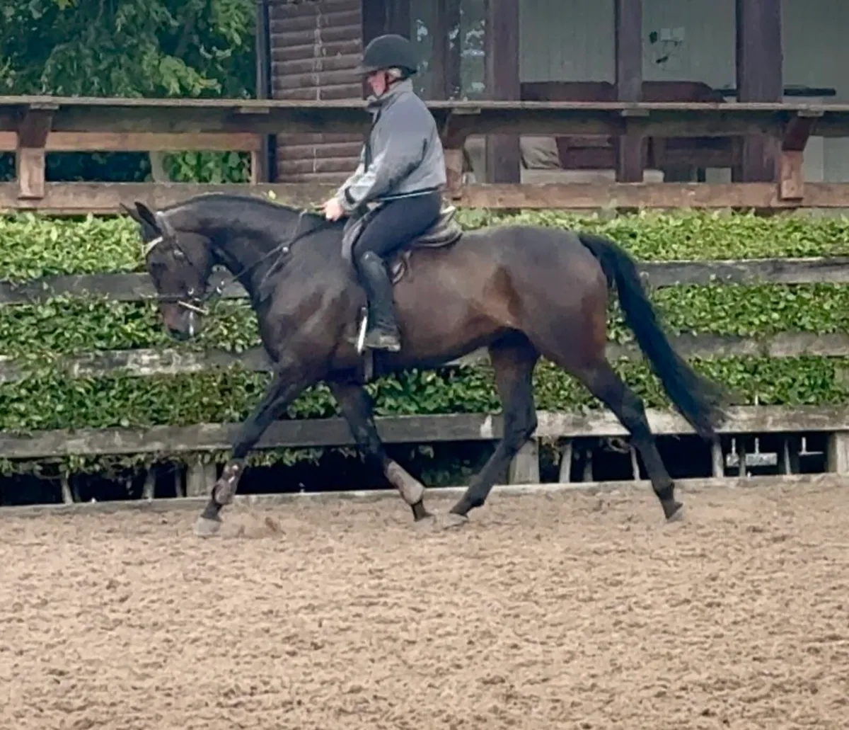 Beautiful 15.2 gelding - Image 3