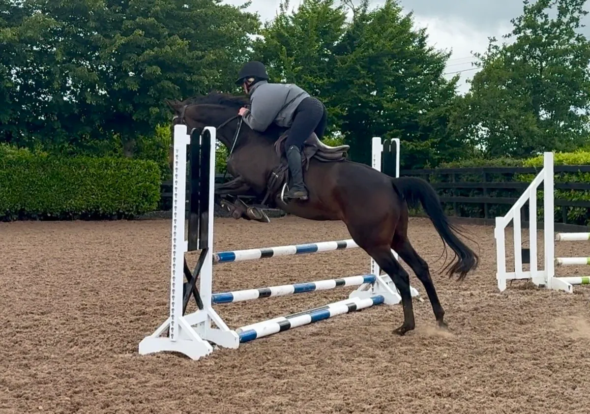 Beautiful 15.2 gelding - Image 4