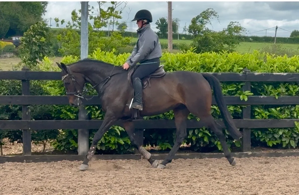 Beautiful 15.2 gelding - Image 1