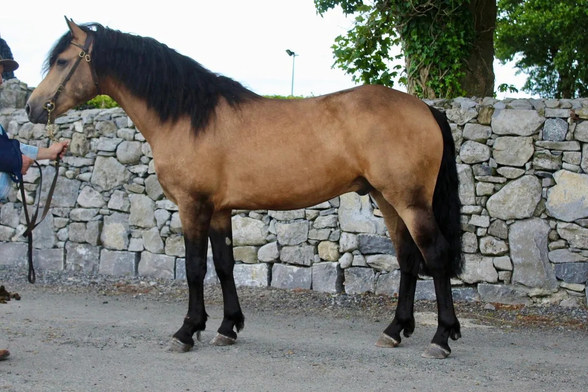 Pepsi Noah at stud - Image 1