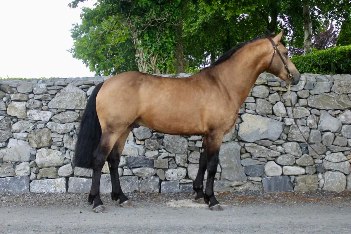 Pepsi Noah at stud - Image 2