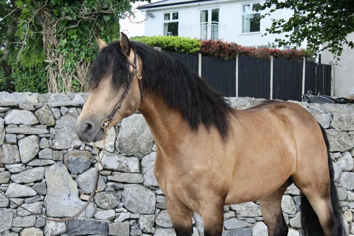 Pepsi Noah at stud - Image 3