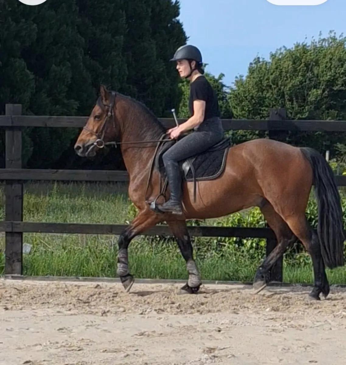 2 ponies for sale - Image 3
