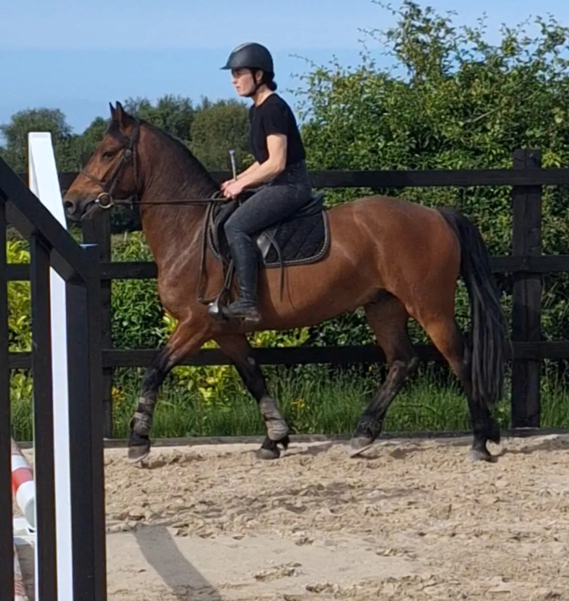 2 ponies for sale - Image 4