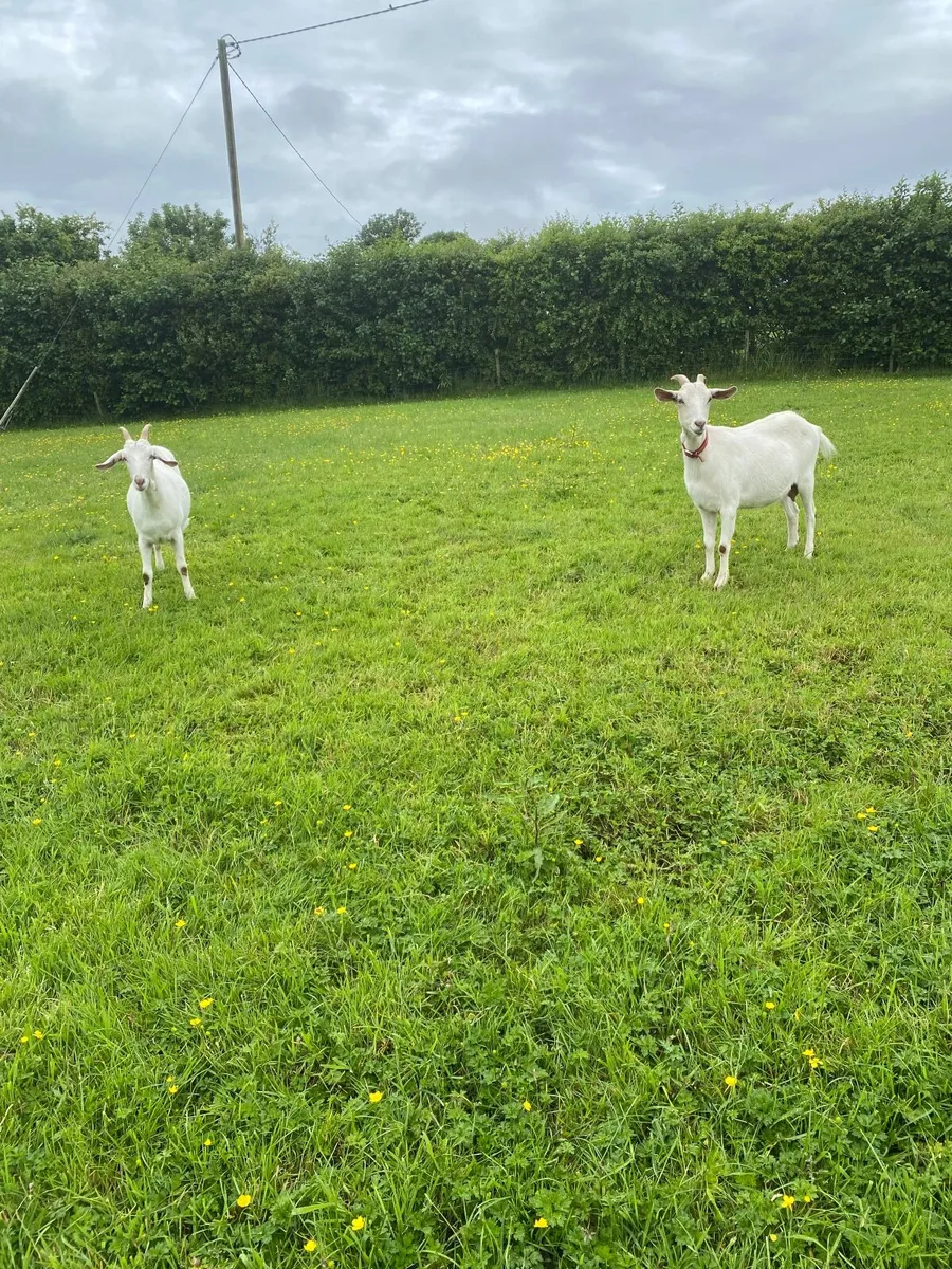 2 female goats