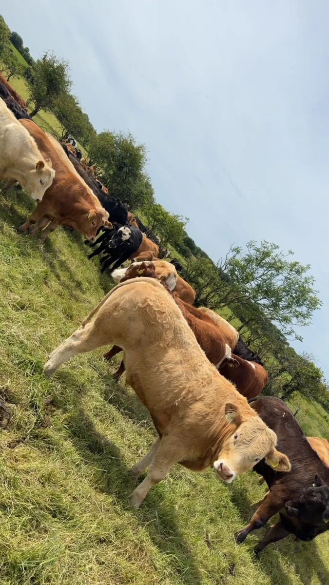 35 bullocks - Image 2