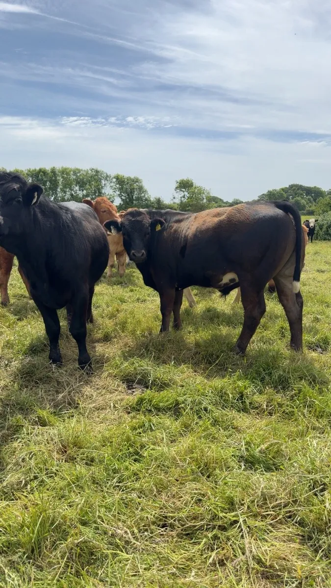 35 bullocks - Image 3